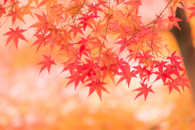 京都からわざわざインディバをしにいらしてくださるお客さま