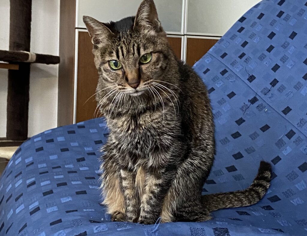 次女ミミちゃん　１６歳のお誕生日です♥️